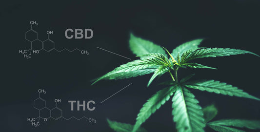 Navigating the World of THC: A Comprehensive Guide to Dosage