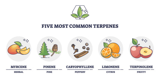 What are Terpenes and How do they interact with other Hemp Cannabinoids.